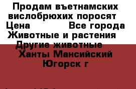 Продам въетнамских вислобрюхих поросят › Цена ­ 2 500 - Все города Животные и растения » Другие животные   . Ханты-Мансийский,Югорск г.